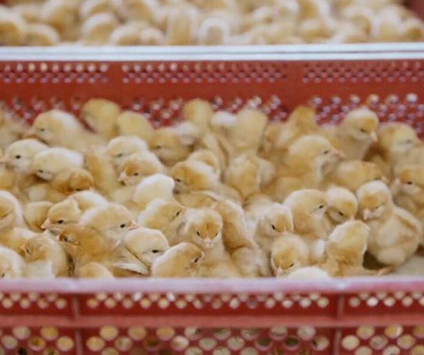 Het nieuwe seizoen van Focus start met een aflevering over haantjes