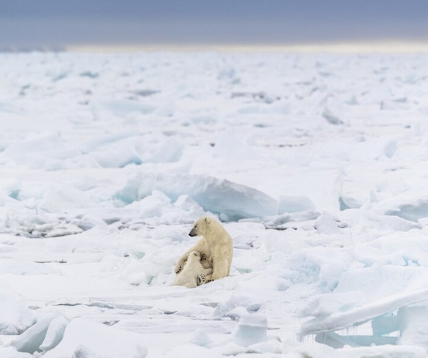 Tweede seizoen van Frozen Planet te zien bij Canvas
