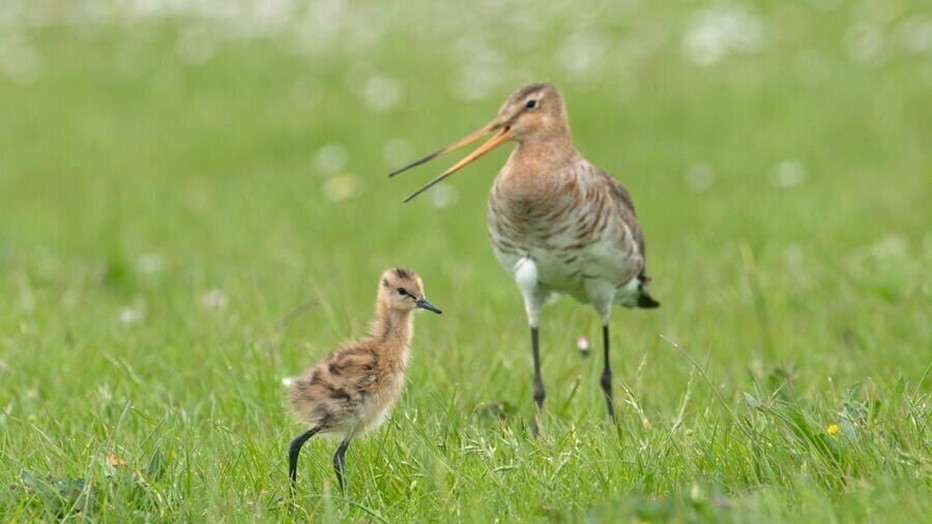 De Grutto in documentaireserie Grutto!