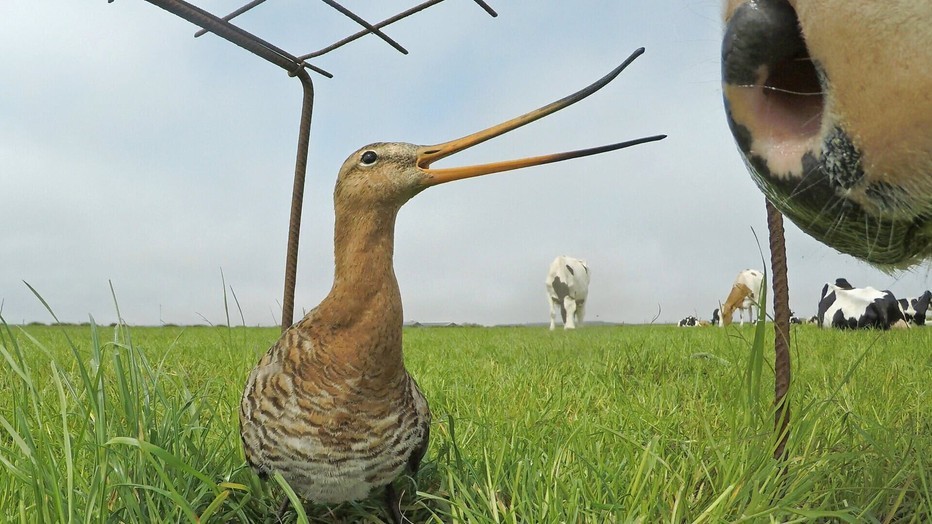 Grutto!, still uit driedelige documentaireserie