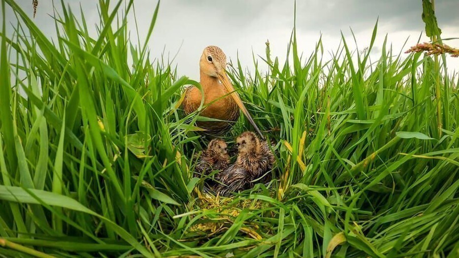 Still uit Grutto! De Reis van Onze Nationale Vogel