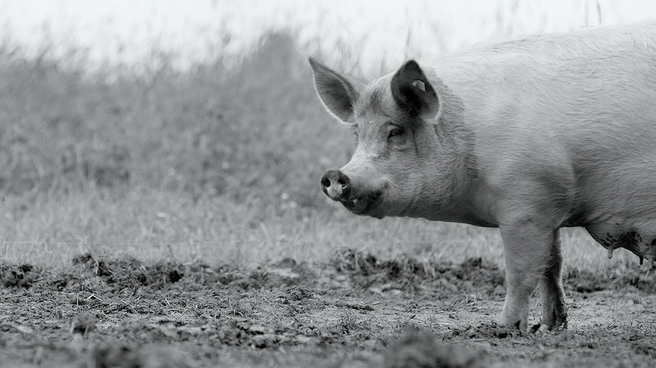 Gunda: Mother, Pig Gunda: Mother, Pig