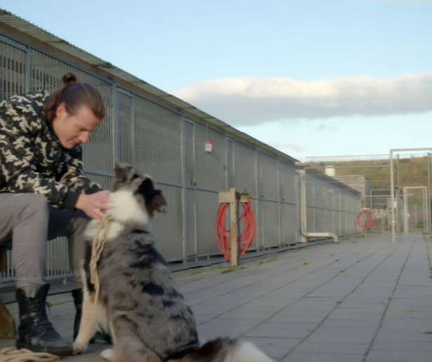 GTST helpt asieldieren aan een baasje