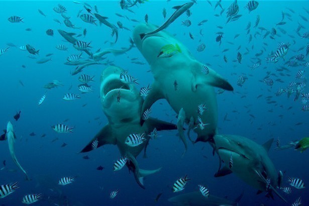Leven rond de eilanden