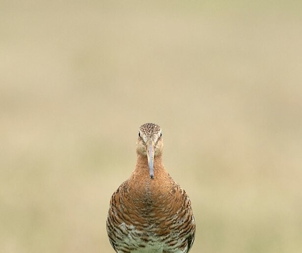 De TV van gisteren: De serie Grutto! is mooi, maar trekt bar weinig kijkers op NPO1