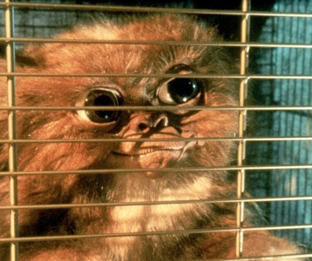 Zach Galligan krijgt een monsterlijk kerstcadeau in Gremlins