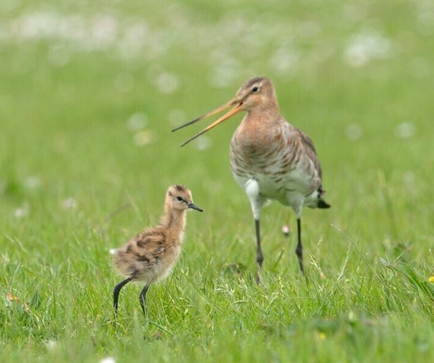 Flirten, paren, broeden in tweede aflevering Grutto!