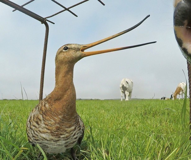 Natuurfilmmaker Ruben Smit reist mee met de grutto in driedelige documentaireserie