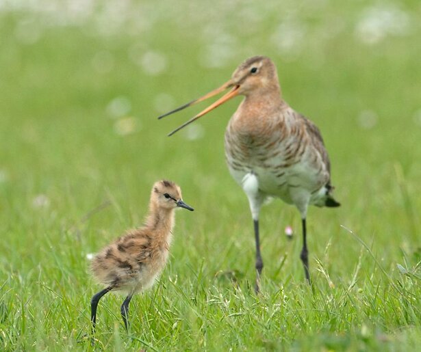 Ruben Smit reist onze nationale vogel achterna in slotaflevering Grutto!