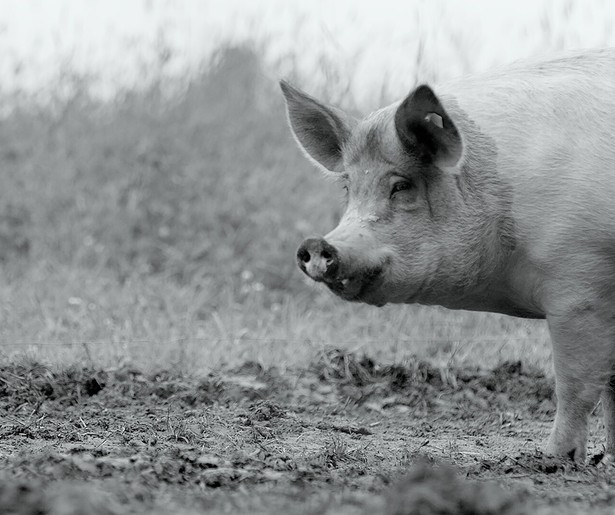'Zomergast' Derk Sauer kiest voor meditatieve film Gunda