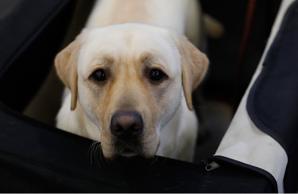 Hilarisch: hond trekt weervrouw omver