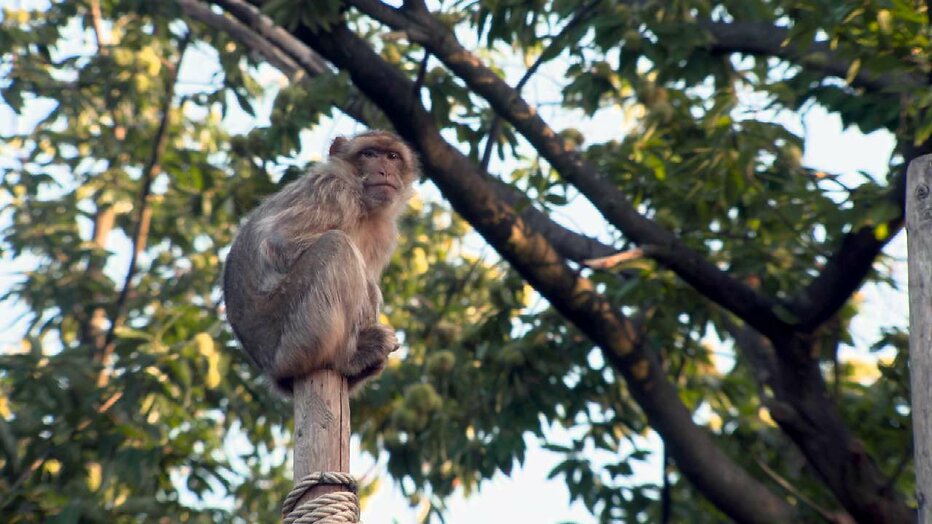 Het Echte Leven in de Dierentuin