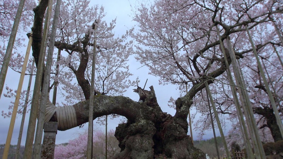 De verhalen van de bomen 