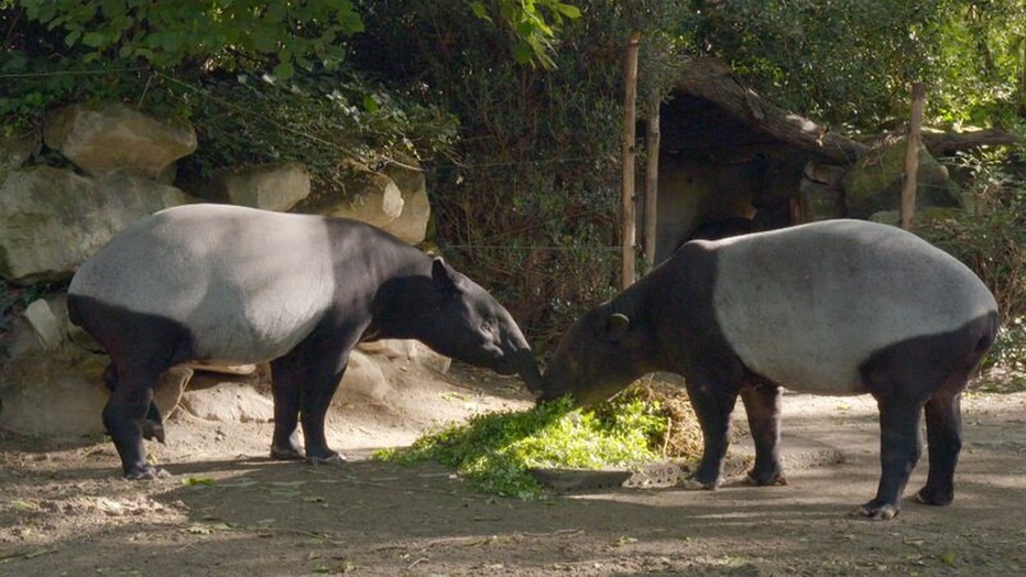 Nieuw seizoen speelt zich af in Diergaarde Blijdorp Nieuw seizoen speelt zich af in Diergaarde Blijdorp