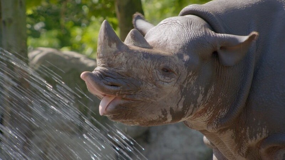 Lief! Er komt een babyneushoorn aan!