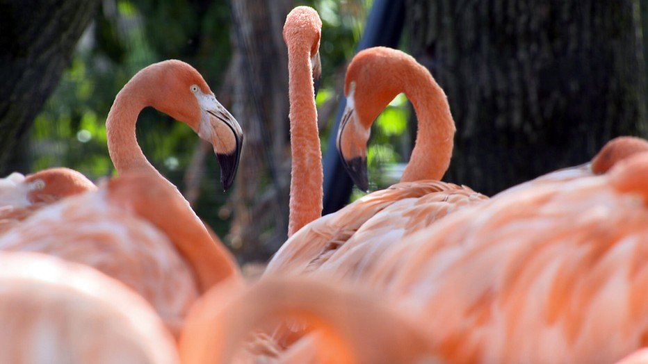 Een kijkje in het dierenrijk van Diergaarde Blijdorp Een kijkje in het dierenrijk van Diergaarde Blijdorp
