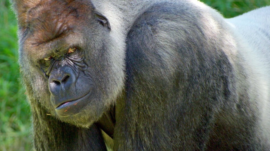 Het Echte Leven in de Dierentuin Het Echte Leven in de Dierentuin
