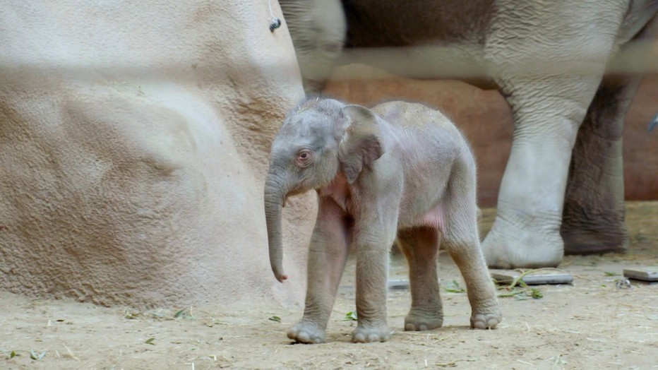 Maxi uit Het Echte Leven in de Dierentuin Maxi uit Het Echte Leven in de Dierentuin