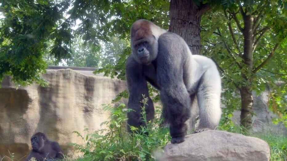 Gorilla Bokito uit Het Echte Leven in de Dierentuin Gorilla Bokito uit Het Echte Leven in de Dierentuin
