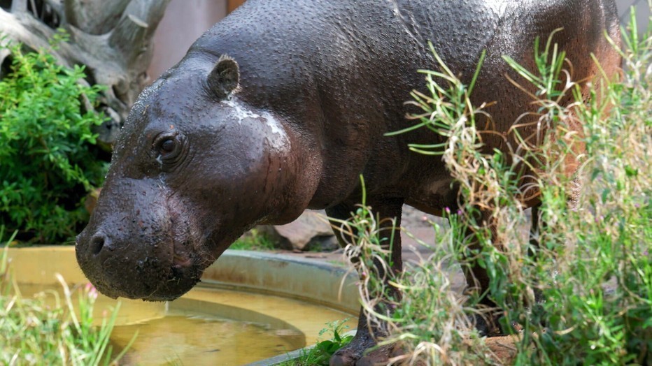Het Echte Leven in de Dierentuin Het Echte Leven in de Dierentuin