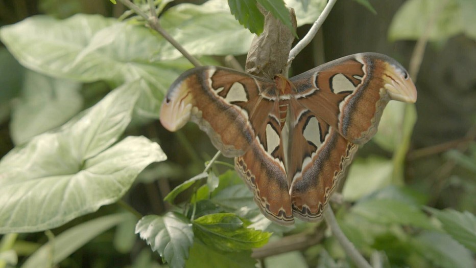 Apollo de atlasvlinder in Het Echte Leven in de Dierentuin