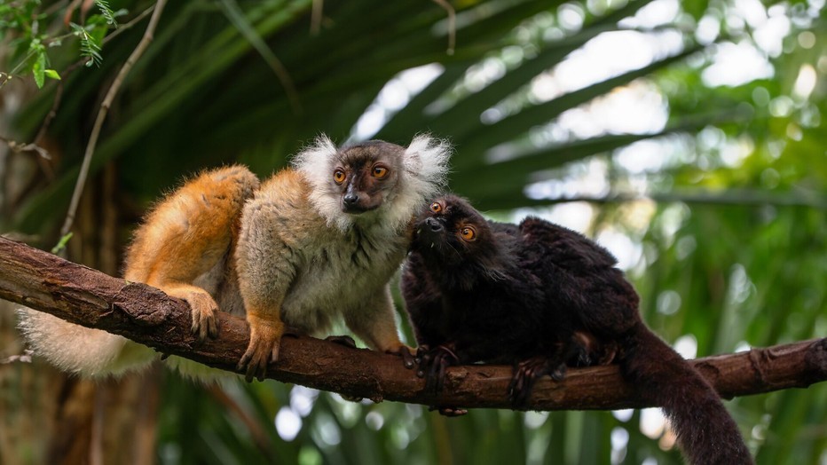 Lova en Rivo (maki's) in Het Echte Leven in de Dierentuin 