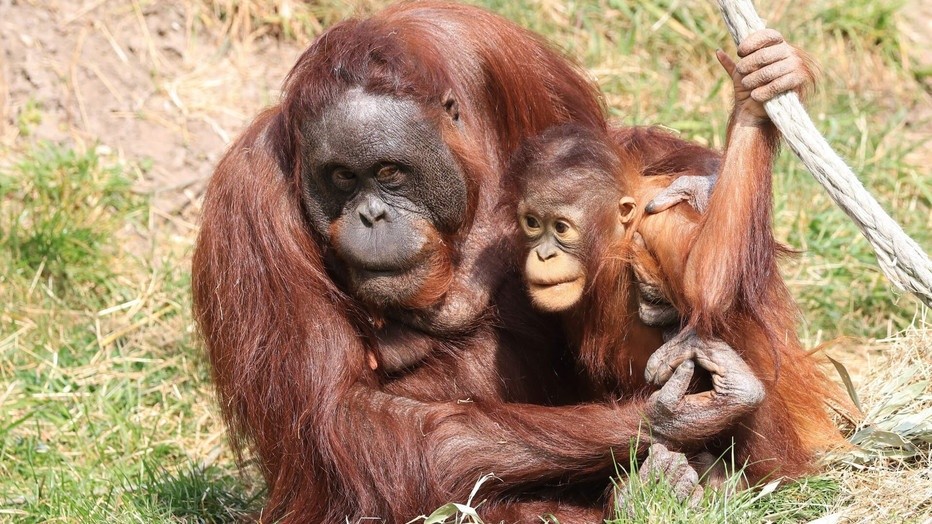 Still uit Het Echte Leven in de Dierentuin
