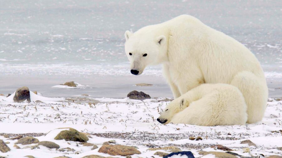 Still uit Het Echte Leven van de IJsbeer