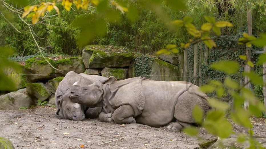 Neushoorns in Het Echte Leven in de Dierentuin Neushoorns in Het Echte Leven in de Dierentuin