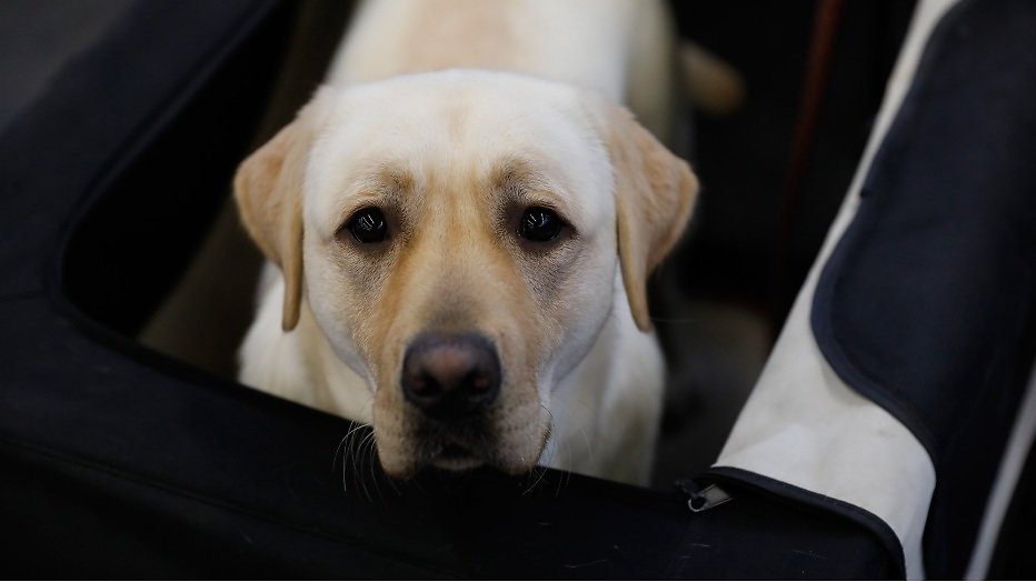 Hilarisch: hond trekt weervrouw omver Hilarisch: hond trekt weervrouw omver
