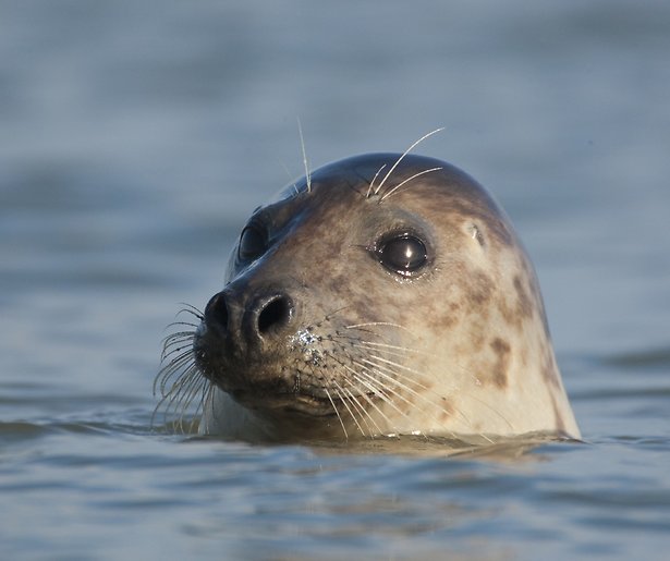 De TV van gisteren: Natuurserie Het Wad profiteert van speech Rutte