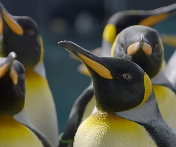 Verzorger uit 'Het echte leven...' ook verrast door nachtelijke activiteit in dierentuin