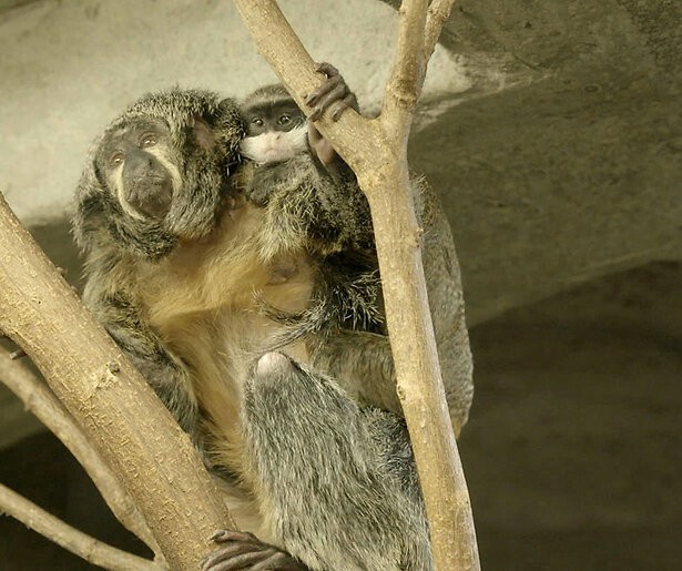 Het Echte Leven in de Dierentuin draait dit keer om witgezichtsaki Saartje en keizertamarin Kevin