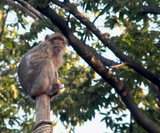 Onrust op de apenrots in Het Echte Leven in de Dierentuin