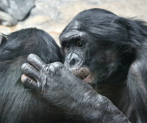 Nieuwkomers in het bonoboverblijf