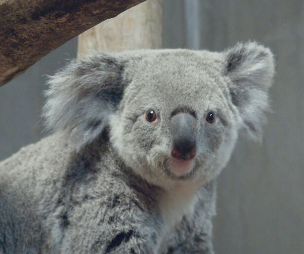 Op deze datum zie je het nieuwe seizoen van Het Echte Leven in de Dierentuin
