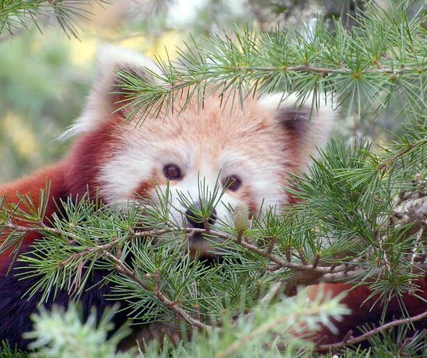 In de slotaflevering van Het Echte Leven in de Dierentuin staan de rode panda's centraal