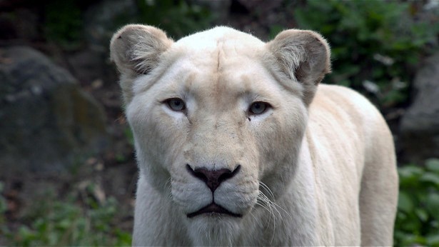 Kleintjes worden groot