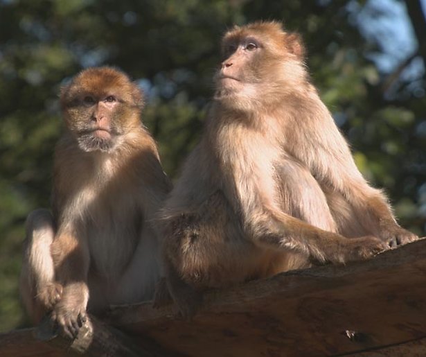 Het leven in Ouwehands Dierenpark