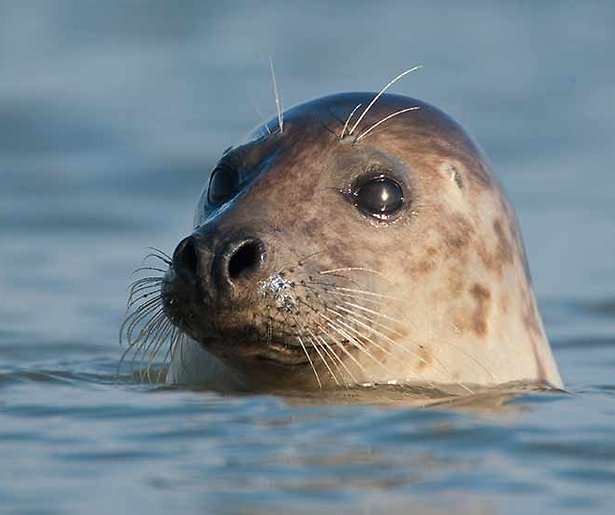 Maker Ruben Smit over Wad, de serie