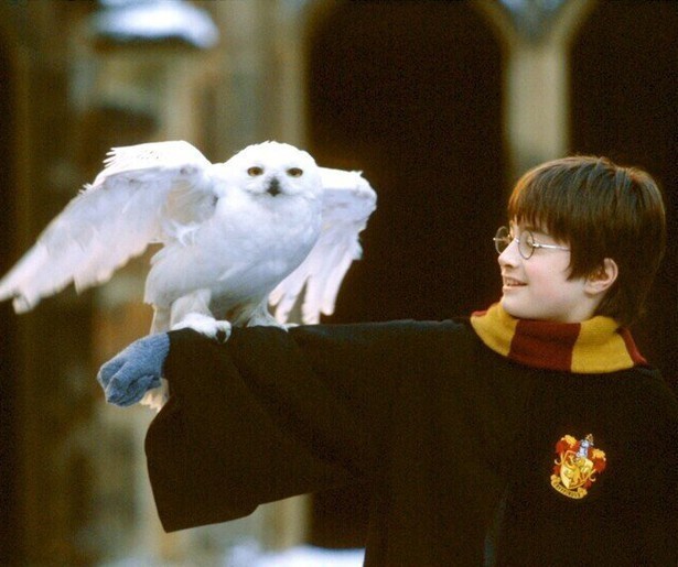 Tovenaarsleerling Harry Potter ontdekt zijn krachten