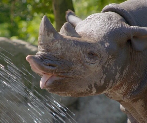 Lief! Er komt een babyneushoorn aan!