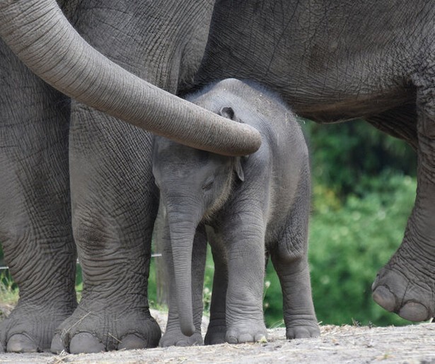 Leven en dood in dierentuin Blijdorp