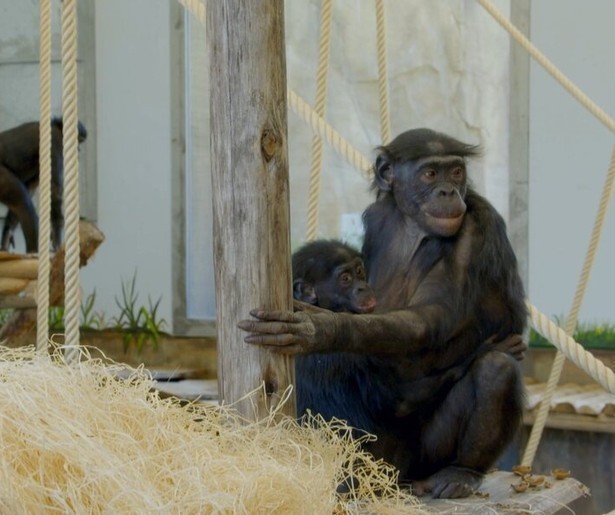 Nieuw seizoen Het Echte Leven in de Dierentuin van start