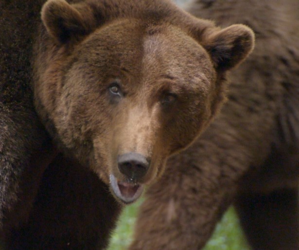 Nieuwe bewoners in het berenbos