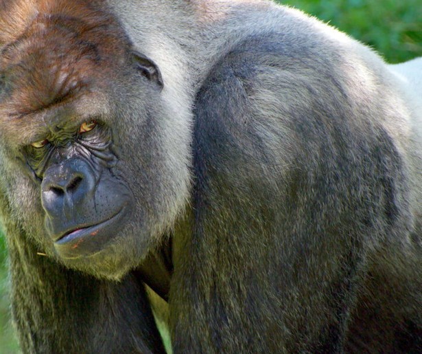 Kieskeurige dieren worden gekoppeld in Het Echte Leven in de Dierentuin