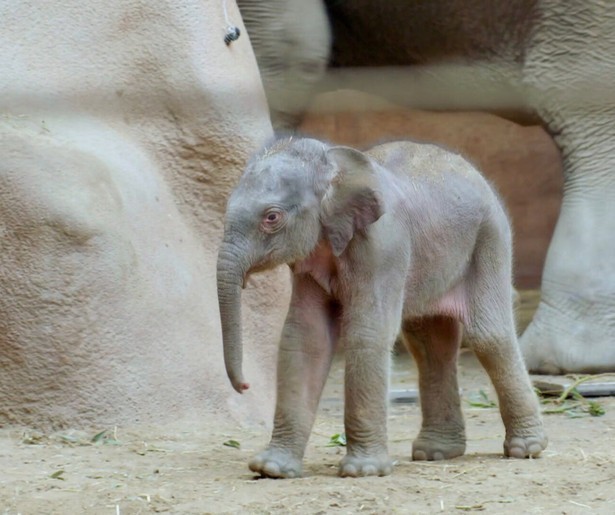 Zorgen om olifantenkalfje Maxi in slotaflevering Het Echte Leven in de Dierentuin