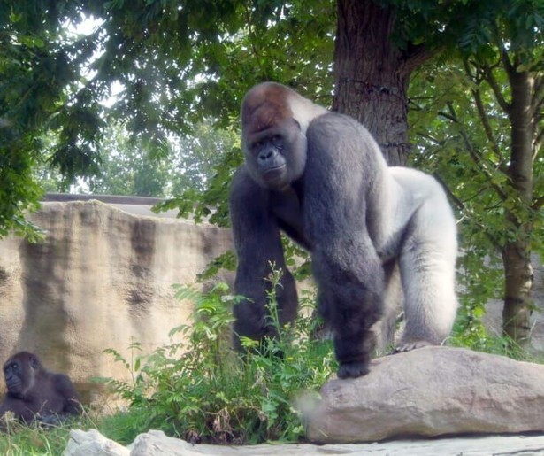 Het Echte Leven in de Dierentuin is terug met een update over de gorilla's in Diergaarde Blijdorp