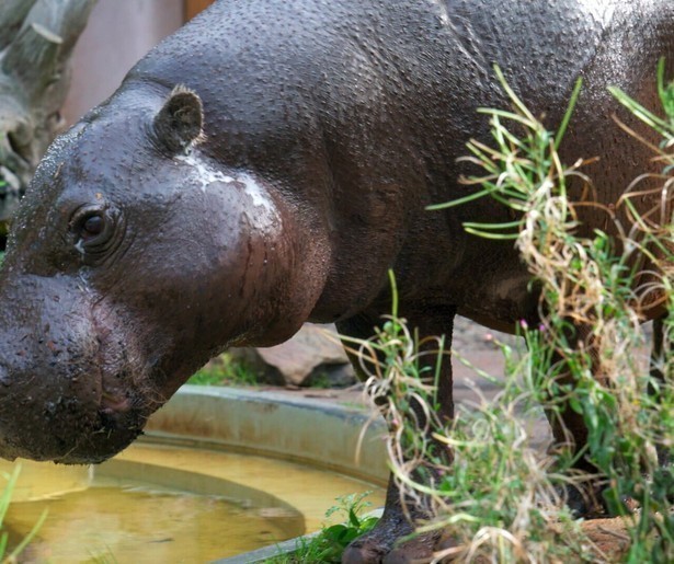 Grote zorgen om dwergnijlpaard Eveline in Het Echte Leven in de Dierentuin