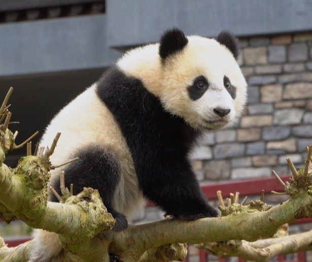 Het Echte Leven in de Dierentuin zoomt in op de reuzenpanda's in Ouwehands Dierenpark
